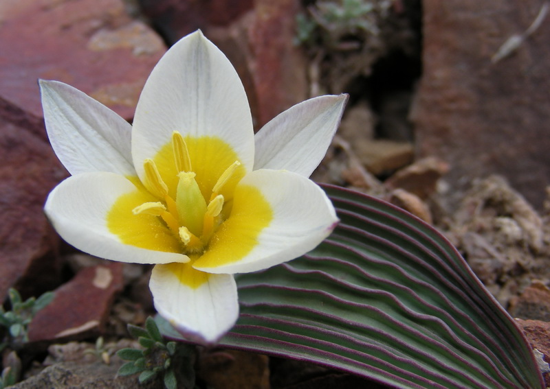 Image of Tulipa regelii specimen.