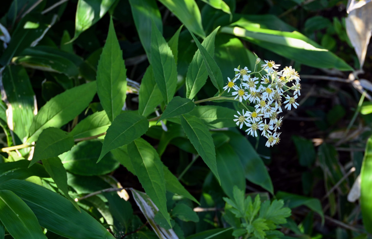 Image of Aster glehnii specimen.