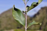 genus Eucalyptus