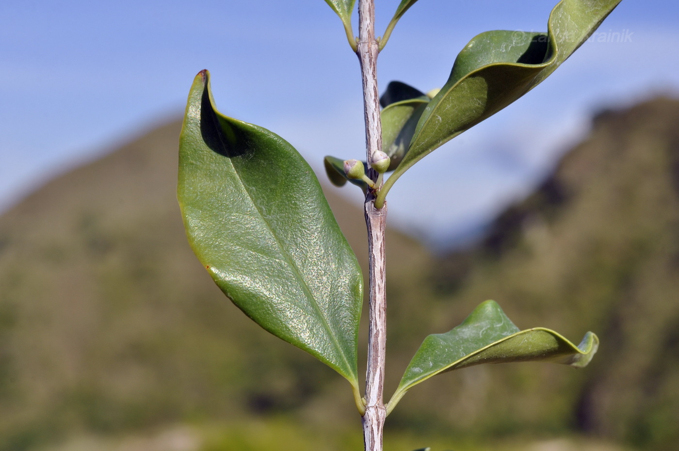 Изображение особи род Eucalyptus.