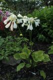 Hosta capitata