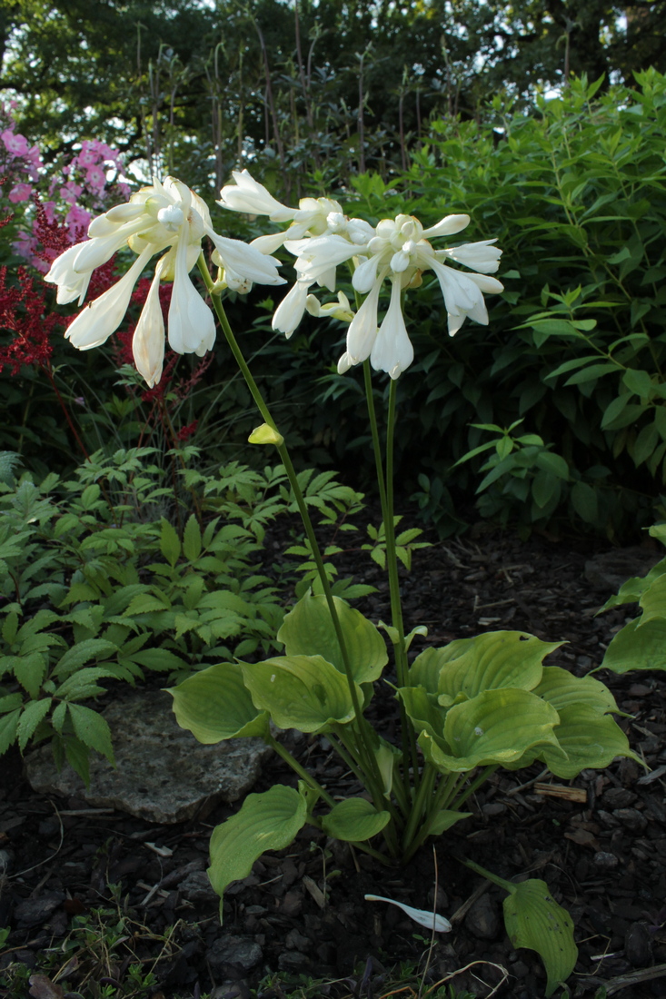 Изображение особи Hosta capitata.