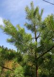 Pinus sylvestris. Верхушка молодого дерева. Бурятия, Иволгинский р-н, 427-й км трассы Р-258 \"Байкал\", у кафе, самосев(?). 22.05.2023.