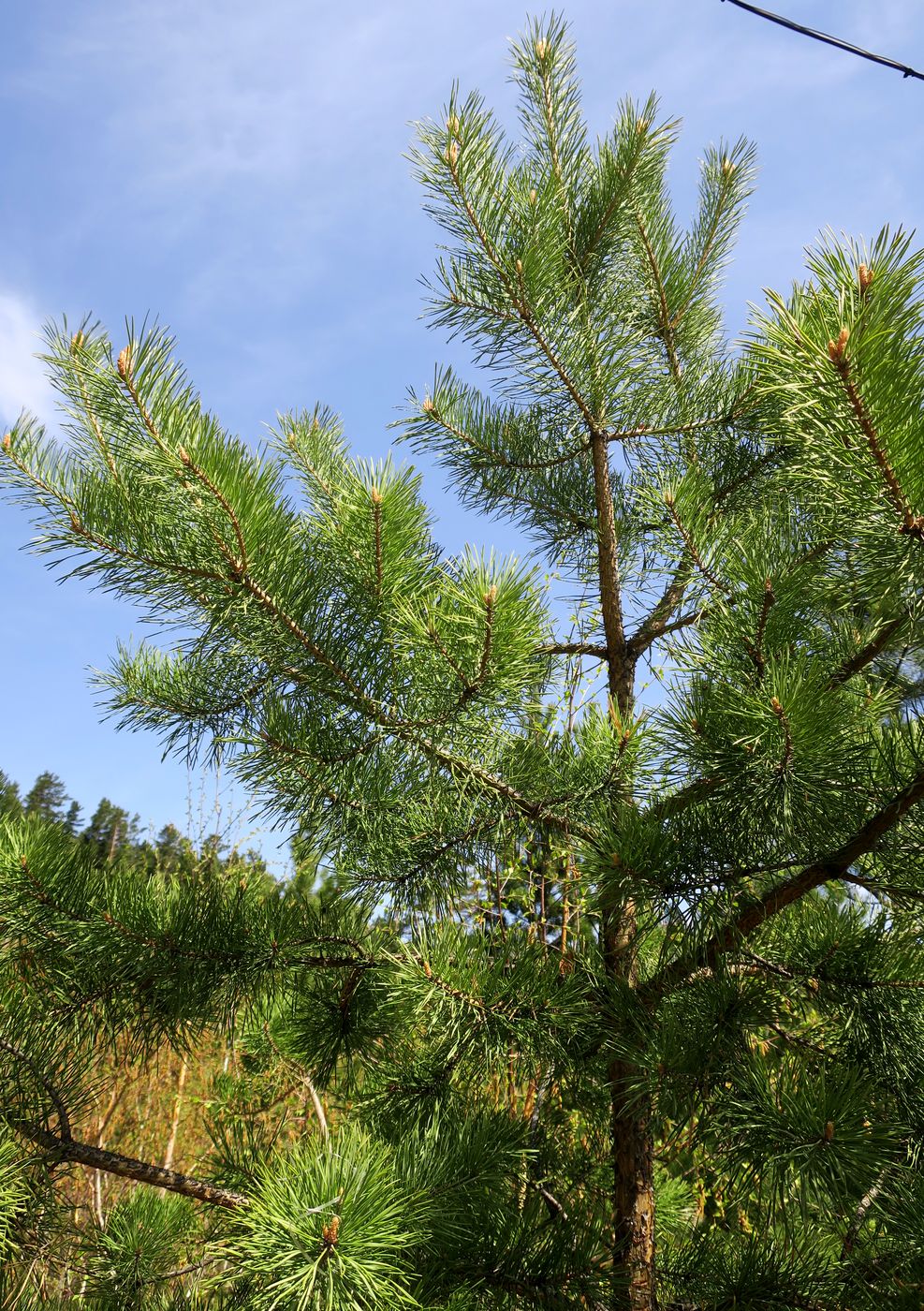 Изображение особи Pinus sylvestris.