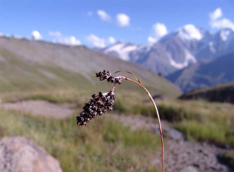 Изображение особи Luzula spicata.