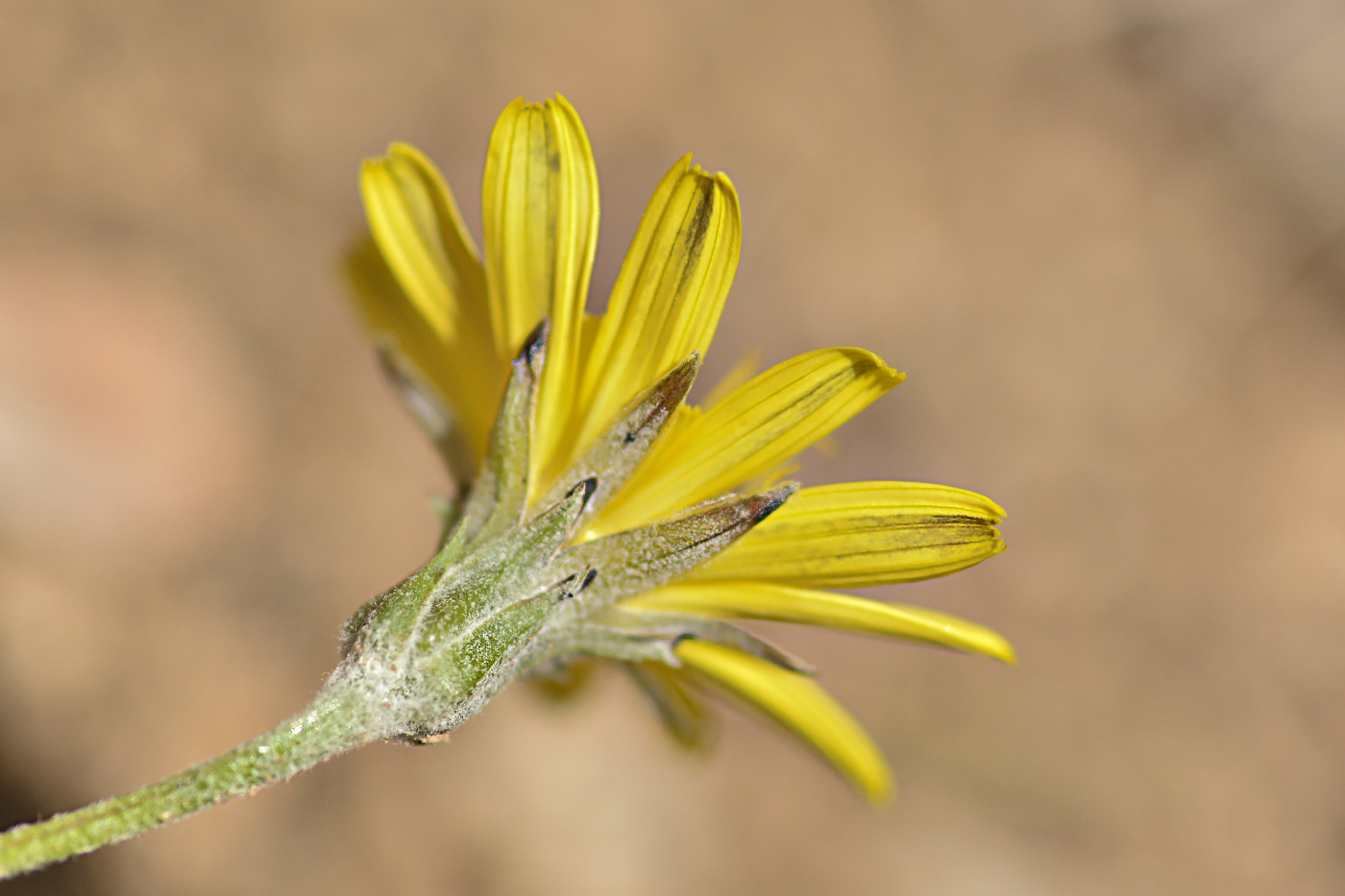 Image of Scorzonera meyeri specimen.