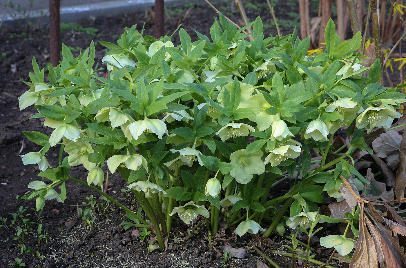 Image of Helleborus caucasicus specimen.