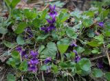 Viola odorata