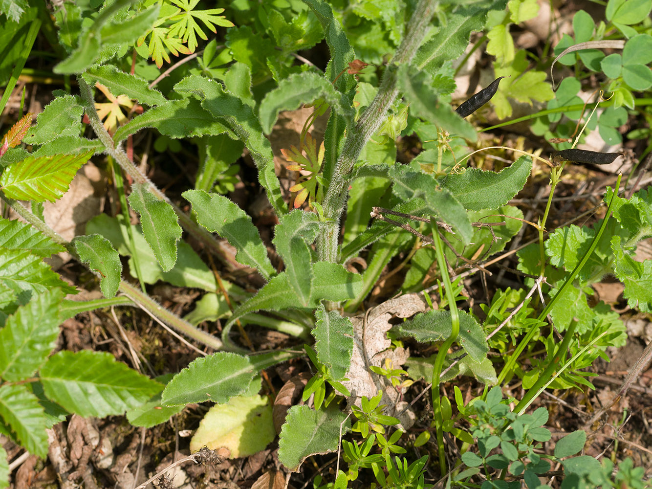 Image of Campanula praealta specimen.