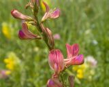 Onobrychis inermis