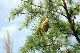 Larix sibirica. Ветвь с зелёными шишками. Псков. 10.07.2006.