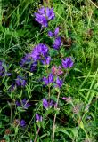 Campanula glomerata. Верхушка цветущего растения. Вологодская обл., Кирилловский р-н, побережье оз. Ильинское, луг. 12.07.2024.