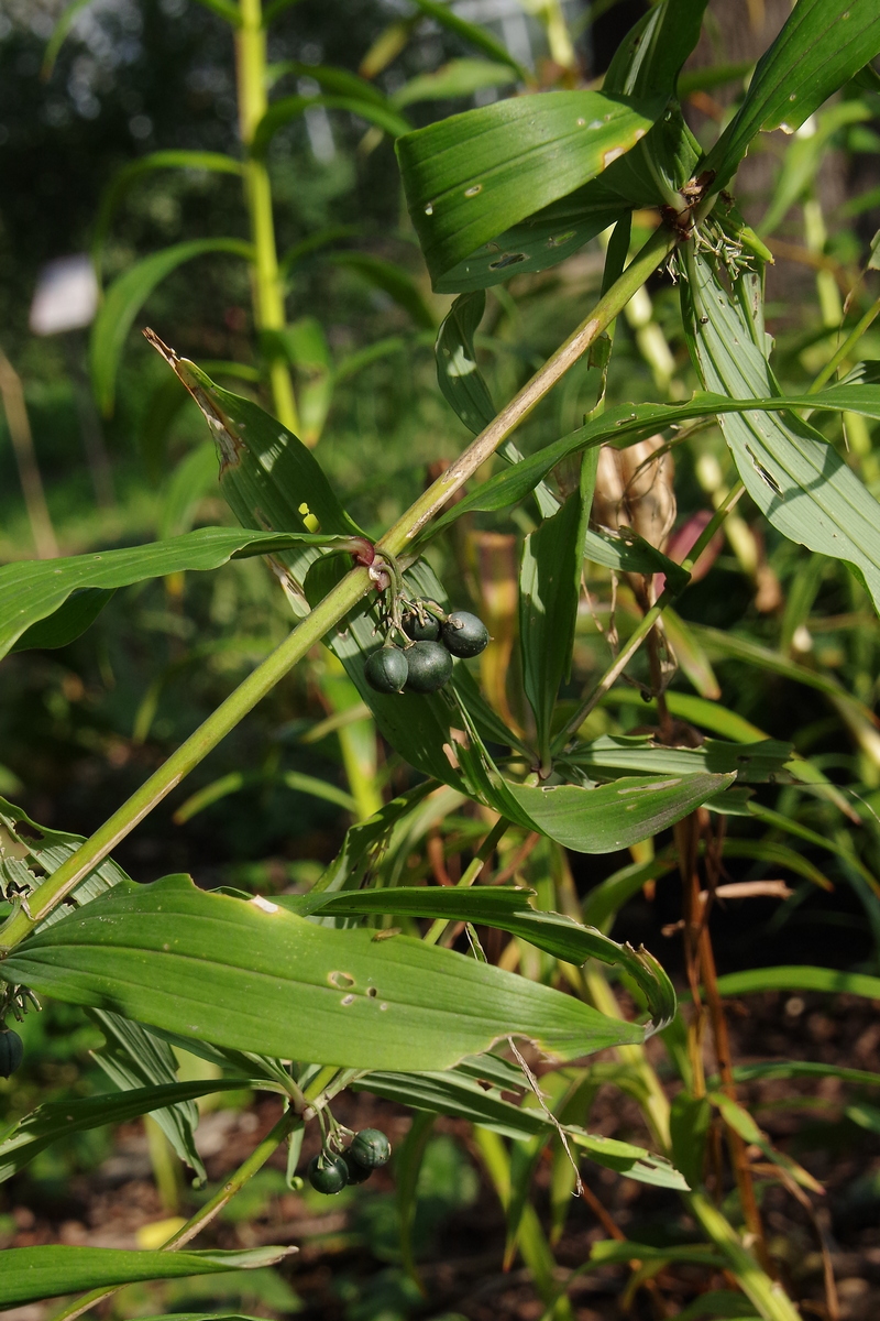 Изображение особи Polygonatum cirrhifolium.