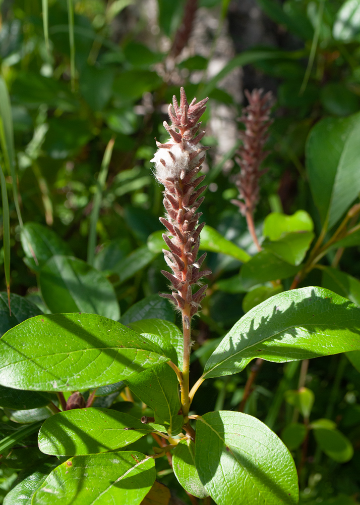 Image of Salix arctica specimen.