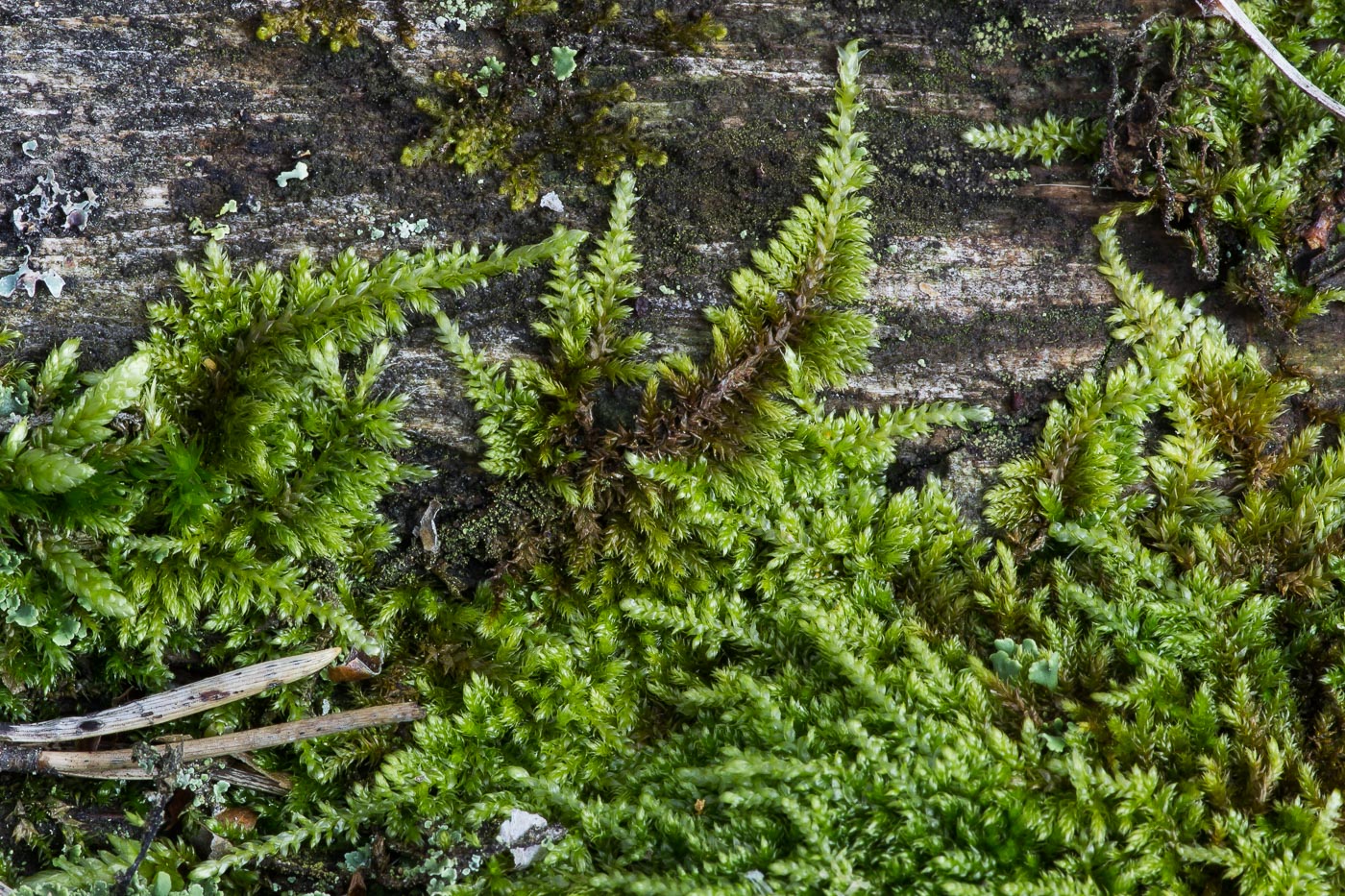 Image of Platygyrium repens specimen.