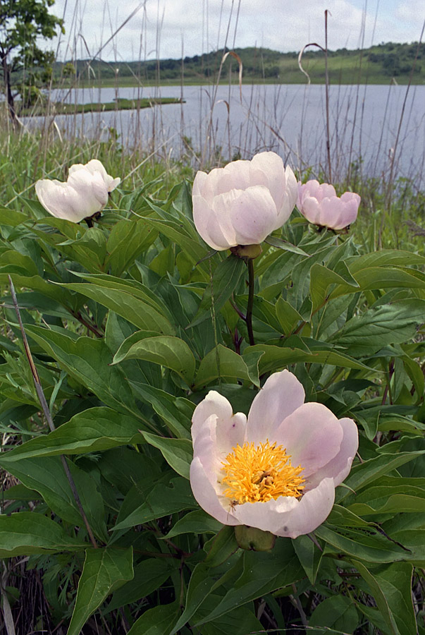 Image of Paeonia lactiflora specimen.