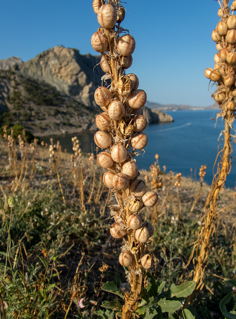Image of Asphodeline lutea specimen.