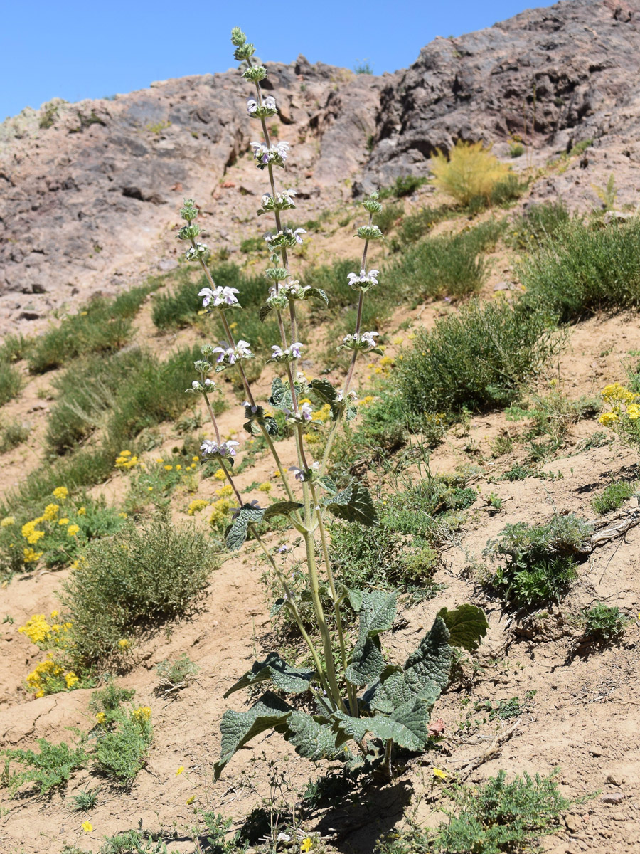 Image of Phlomoides ostrowskiana specimen.