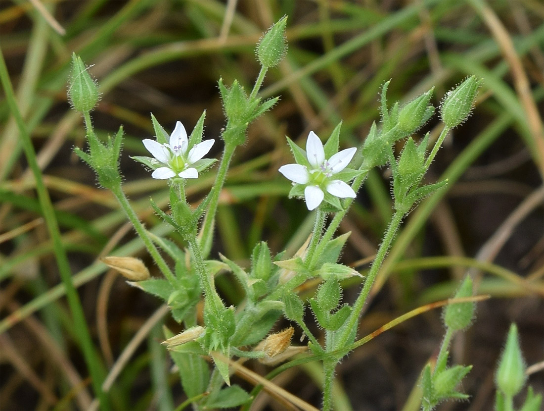 Image of Arenaria serpyllifolia specimen.