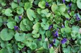 Viola odorata