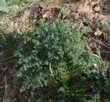 Thalictrum isopyroides