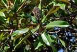 Magnolia grandiflora