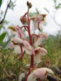 Pyrola grandiflora. Соцветие. Коми, Интинский р-н, Приполярный Урал, пос. Желанный, долина р. Балбанью, заросли кустарника на берегу, твёрдая мохово-щебнистая почва. 12.07.2010.