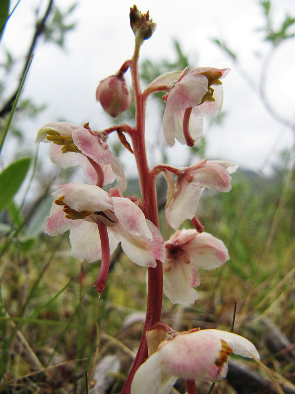 Image of Pyrola grandiflora specimen.