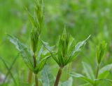 Rubia tinctorum