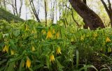 Uvularia grandiflora. Цветущие растения. Санкт-Петербург, парк Петра Великого, в культуре. 17.05.2025.