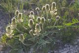 Hedysarum grandiflorum