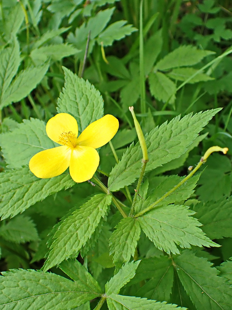 Image of Hylomecon vernalis specimen.