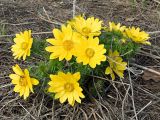Adonis vernalis. Группа цветущих растений. Ульяновская обл., Мелекесский р-н, окр. пос. Ерыклинск, возвышенный берег р. Ерыкла, опушка нагорной дубравы. 20.04.2024.