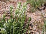 Veronica tianschanica