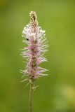 genus Plantago