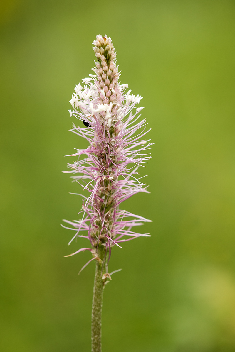 Image of Plantago urvillei specimen.