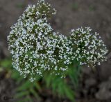 Valeriana officinalis