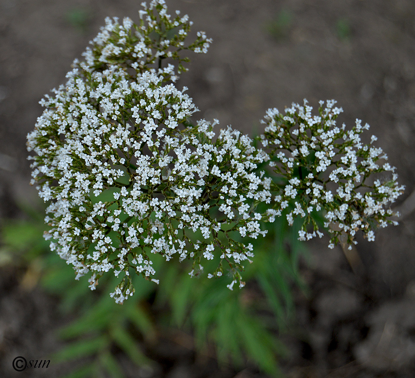 Изображение особи Valeriana officinalis.