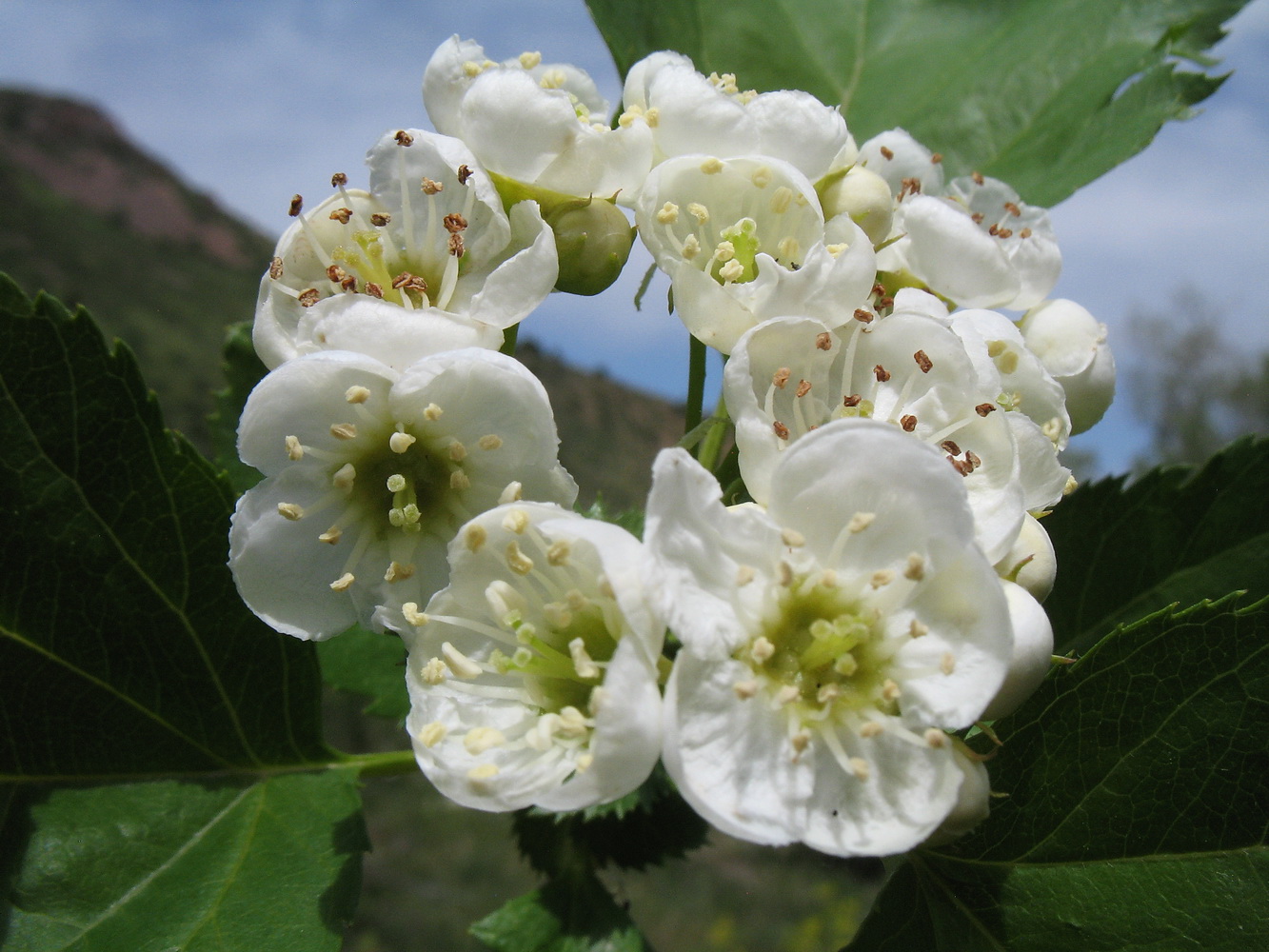 Изображение особи Crataegus korolkowii.