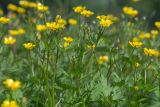 Смотреть изображение Ranunculus repens