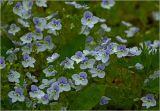 Veronica filiformis. Цветки. Московская обл., Раменский р-н, окр. дер. Хрипань, садовый участок. 18.05.2025.