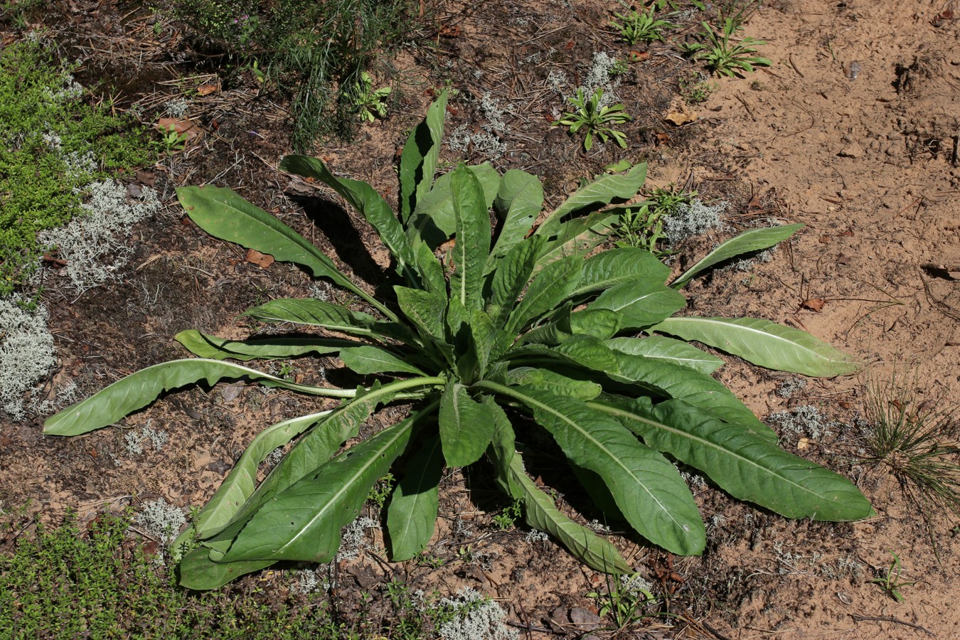 Изображение особи Oenothera biennis.