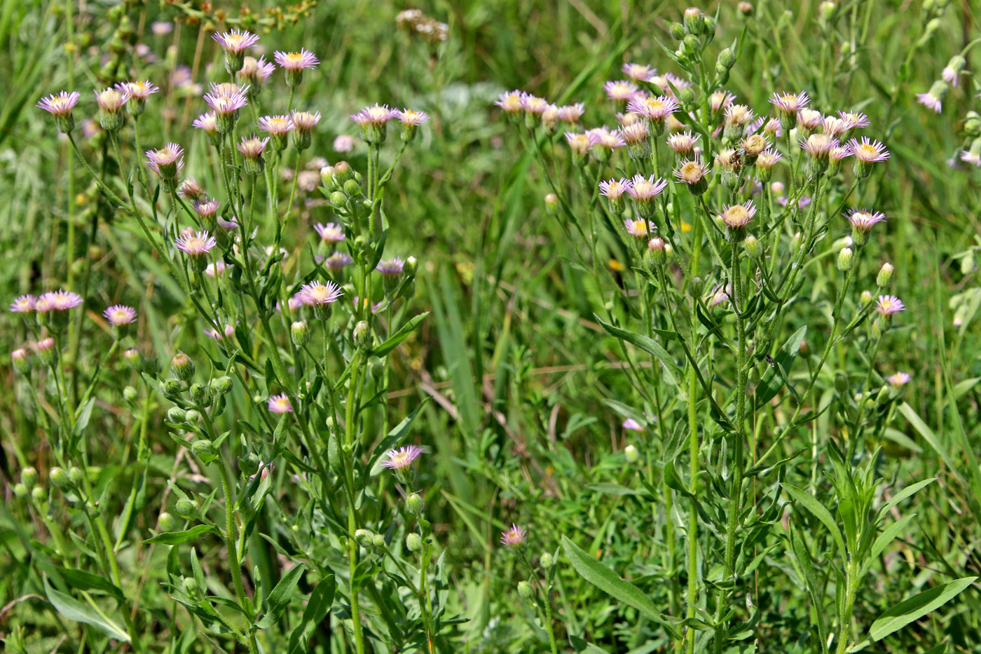 Изображение особи Erigeron podolicus.