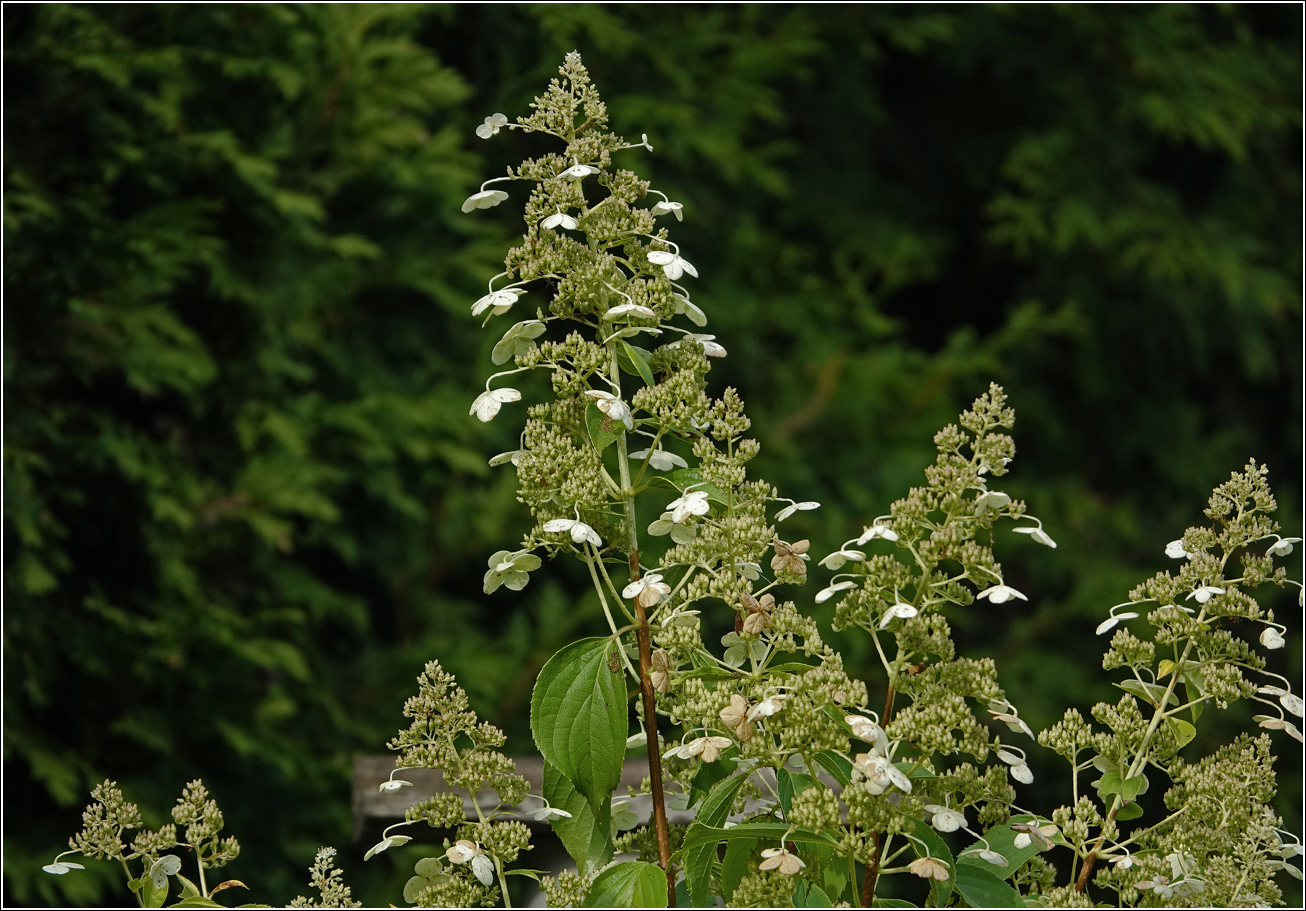 Image of Hydrangea arborescens specimen.