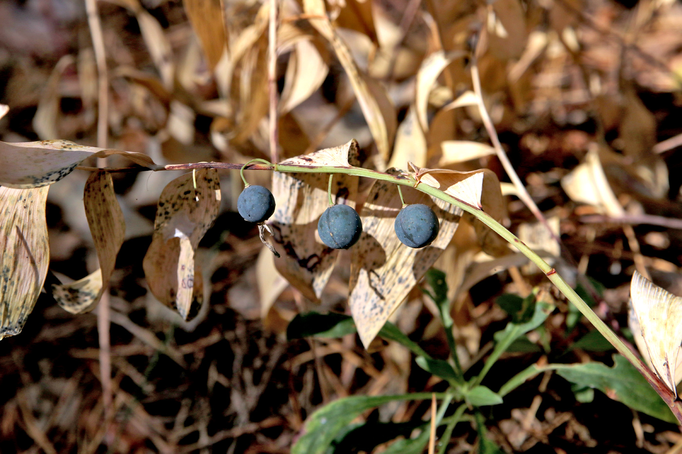 Изображение особи Polygonatum odoratum.