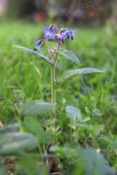Borago officinalis