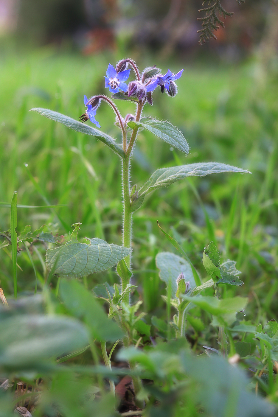 Image of Borago officinalis specimen.