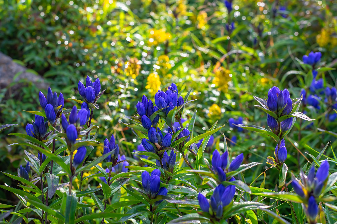 Изображение особи Gentiana triflora.