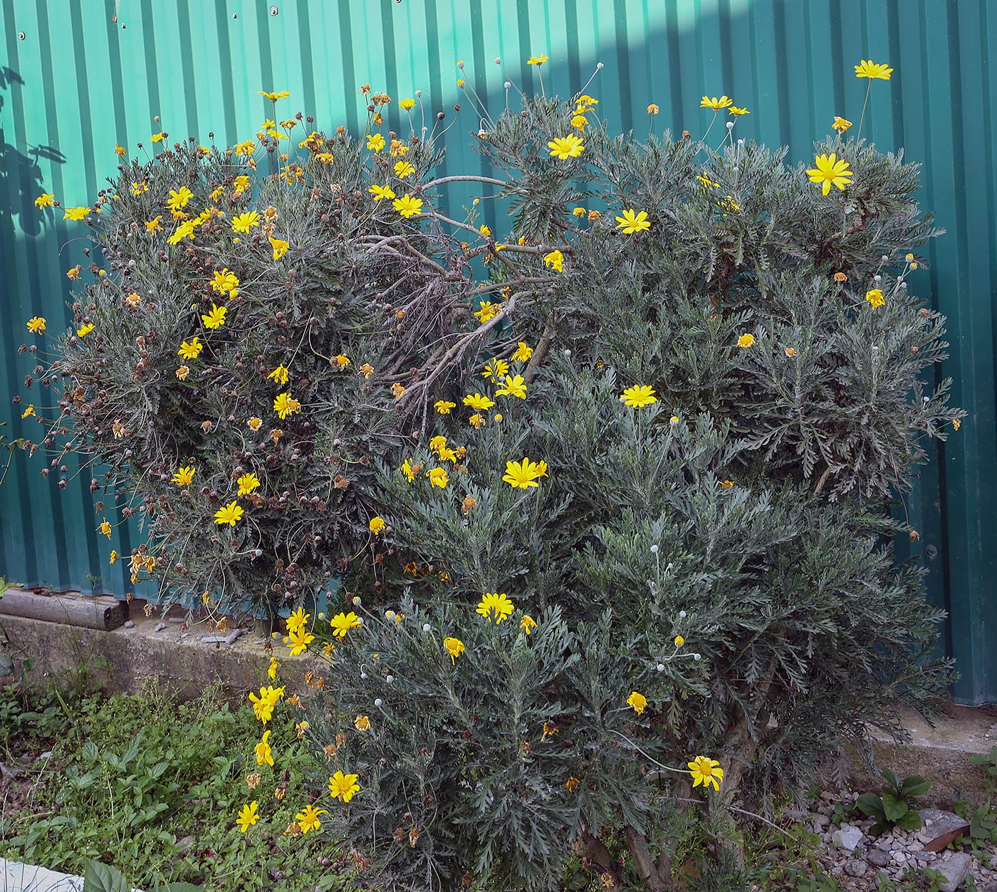 Изображение особи Euryops pectinatus.