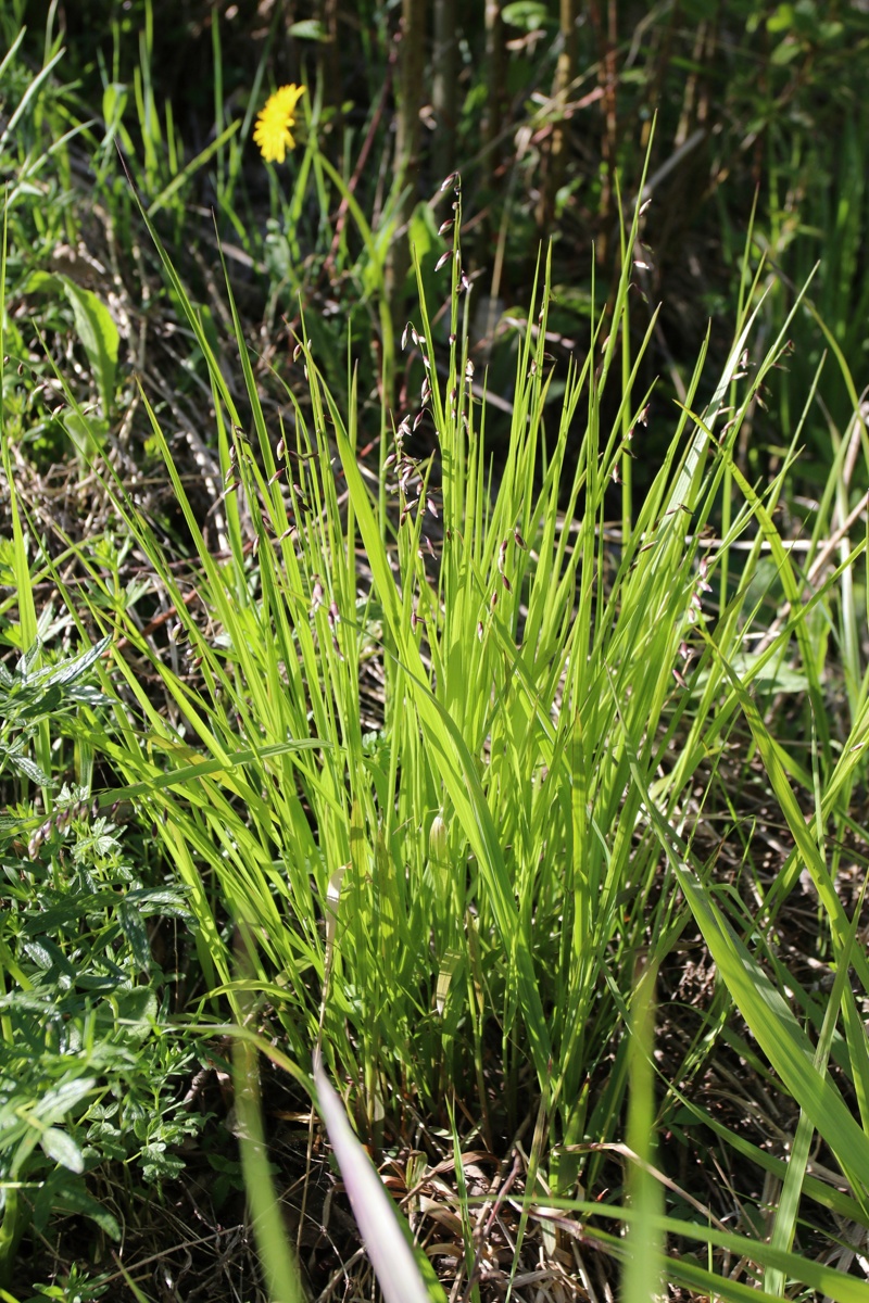 Изображение особи Melica nutans.